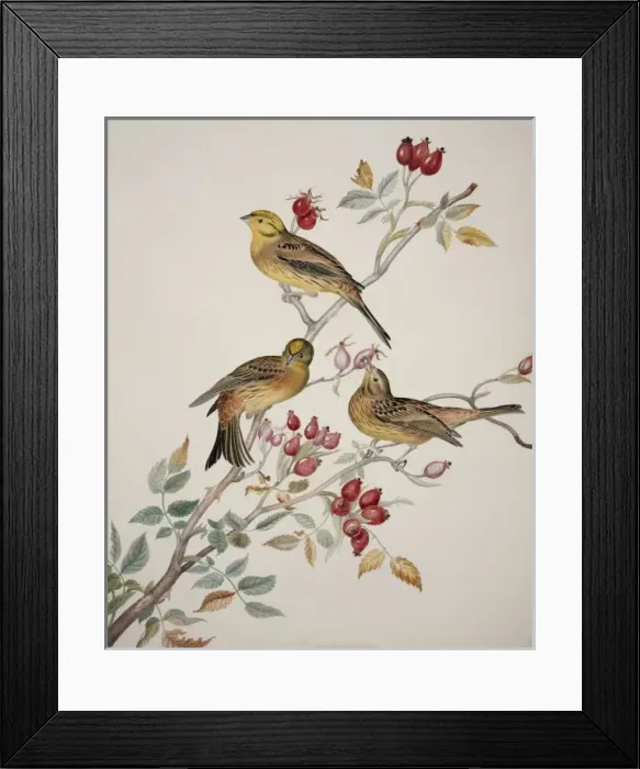 Framed Print : Emberiza citrinella, yellowhammer Framed Print : Emberiza citrinella, yellowhammer