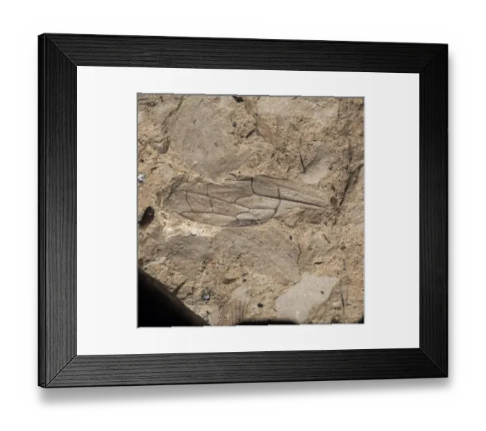 Framed Print : Sphecidae sp. digger wasp Framed Print : Sphecidae sp. digger wasp