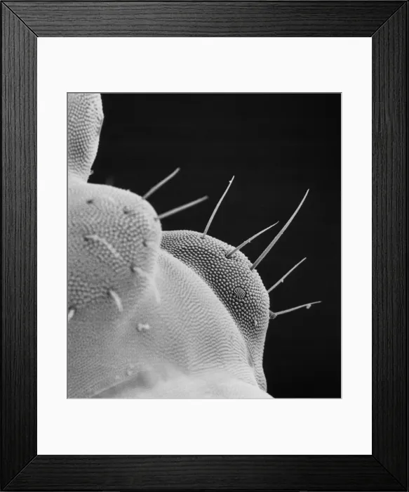 Framed Print : Collembola sp. springtail Framed Print : Collembola sp. springtail
