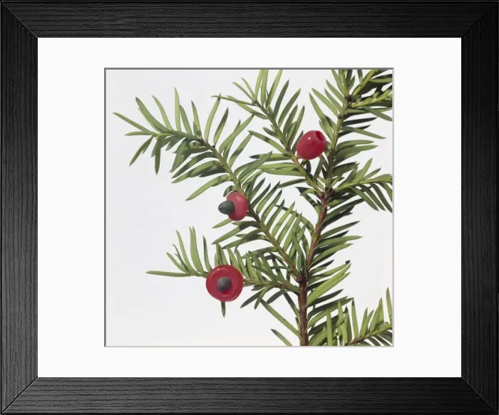 Framed Print : Taxus sp. yew Framed Print : Taxus sp. yew