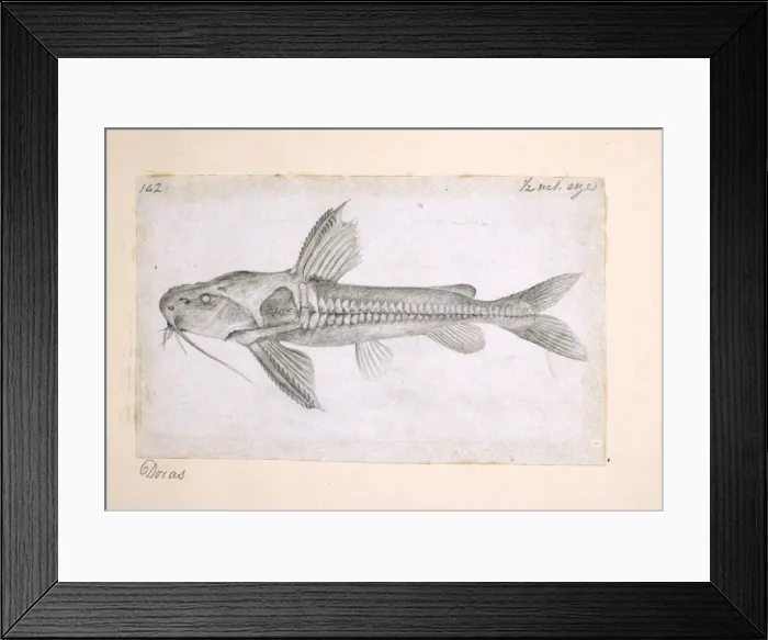 Framed Print : Catfish. Pencil sketch by Alfred Russel Wallace Framed Print : Catfish. Pencil sketch by Alfred Russel Wallace