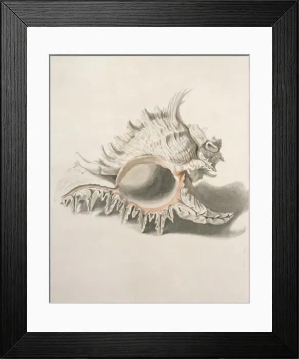 Framed Print : Hexaplex duplex, African murex Framed Print : Hexaplex duplex, African murex