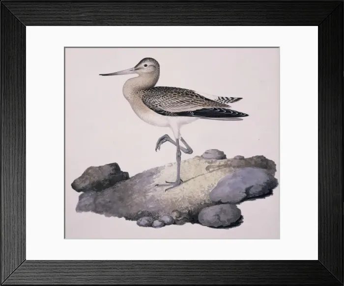 Framed Print : Limosa lapponica, bar-tailed godwit Framed Print : Limosa lapponica, bar-tailed godwit