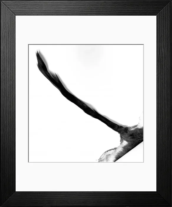 Framed Print : Ammodorcas clarkei, Clarks gazelle Framed Print : Ammodorcas clarkei, Clarks gazelle