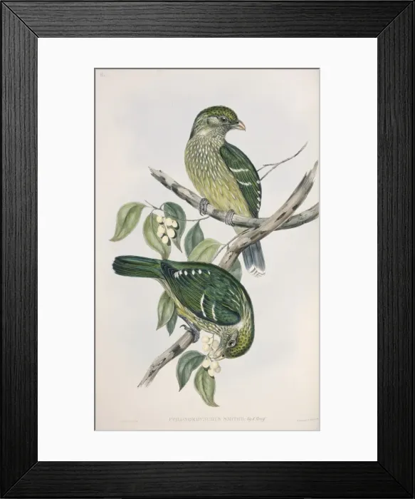 Framed Print : Ptilonorhynchus violaceus, satin bowerbird Framed Print : Ptilonorhynchus violaceus, satin bowerbird