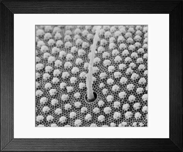 Framed Print : Collembola sp. springtail Framed Print : Collembola sp. springtail