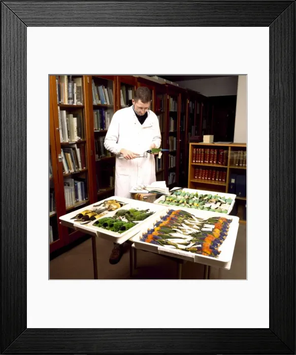 Framed Print : Bird skins Framed Print : Bird skins