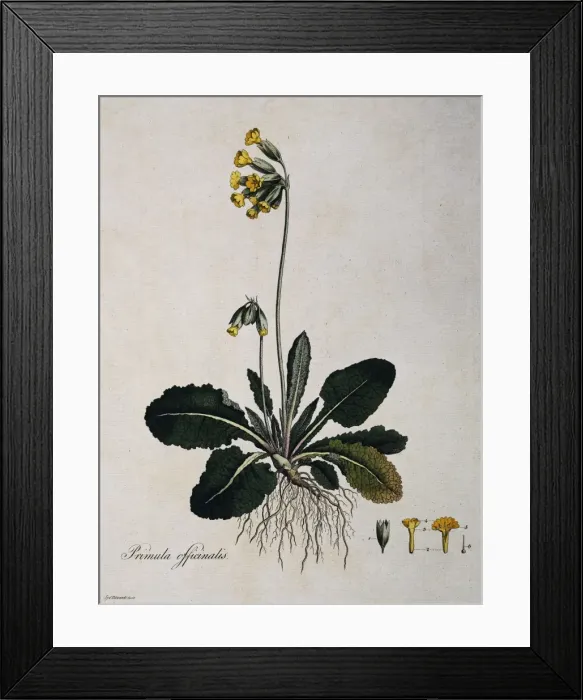 Framed Print : Primula officinalis, cowslip Framed Print : Primula officinalis, cowslip