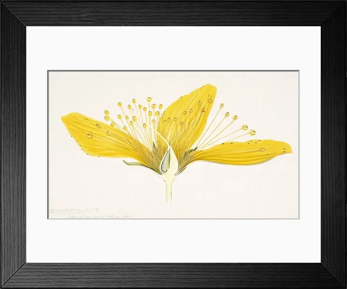 Framed Print : Hypericum perforatum, St. Johnswort Framed Print : Hypericum perforatum, St. Johnswort