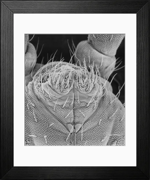 Framed Print : Collembola sp. springtail Framed Print : Collembola sp. springtail