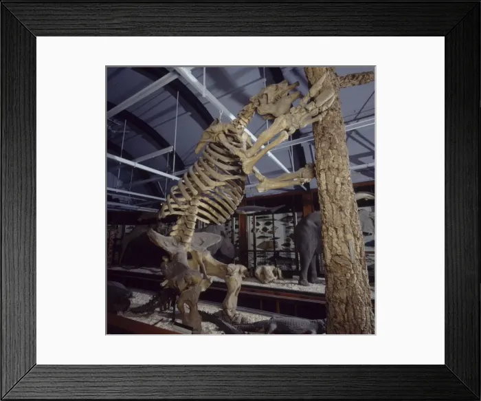 Framed Print : Gallery 3. The Natural History Museum at Tring Framed Print : Gallery 3. The Natural History Museum at Tring