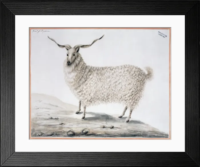 Framed Print : Capra hircus, goat Framed Print : Capra hircus, goat