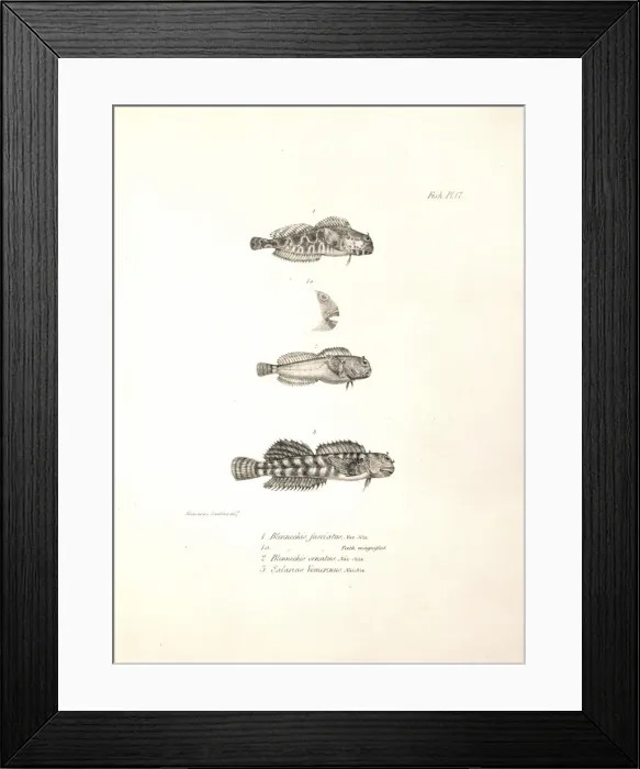 Framed Print : Ophioblennius atlanticus Framed Print : Ophioblennius atlanticus