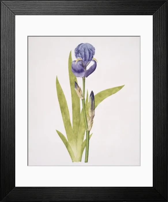 Framed Print : Iris pallida, bearded iris Framed Print : Iris pallida, bearded iris