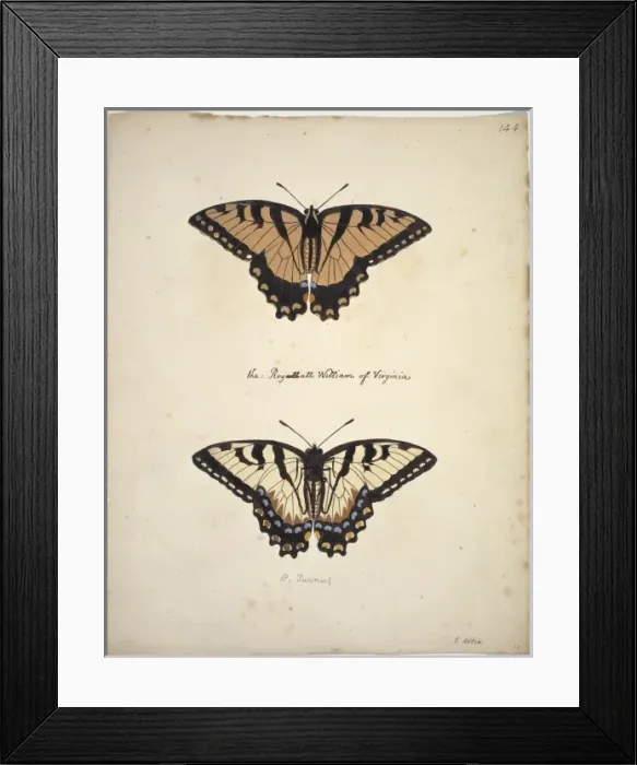 Framed Print : Papilio glaucus, Eastern tiger swallowtail Framed Print : Papilio glaucus, Eastern tiger swallowtail