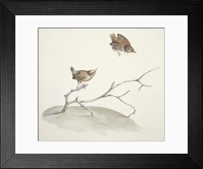 Framed Print : Troglodytes troglodytes, winter wren Framed Print : Troglodytes troglodytes, winter wren