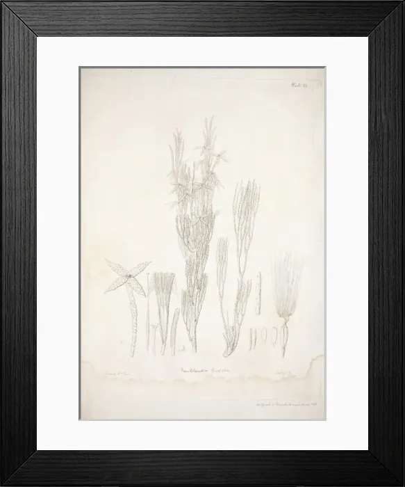 Framed Print : Franklandia fucifolia Framed Print : Franklandia fucifolia