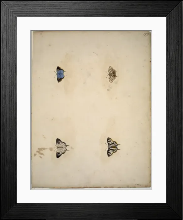 Framed Print : Unpublished lepidoptera watercolour by Eleazar Albin Framed Print : Unpublished lepidoptera watercolour by Eleazar Albin