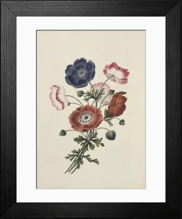 Framed Print : Anemone sp. anemone Framed Print : Anemone sp. anemone