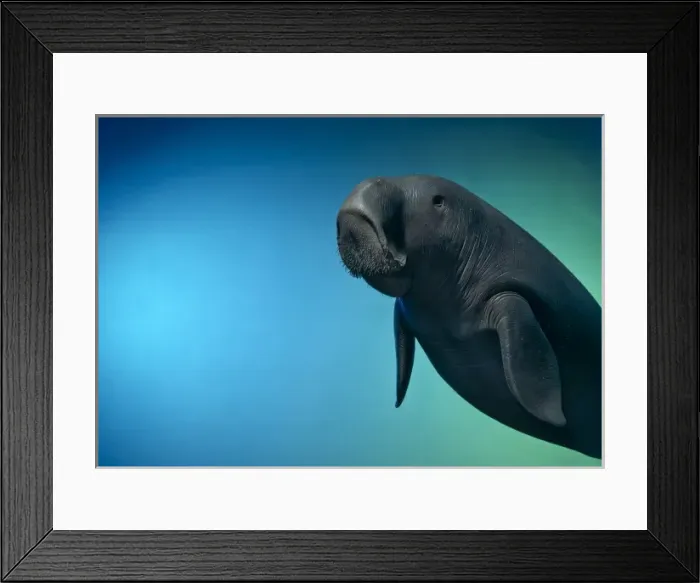 Framed Print : Dugong dugon, dugong Framed Print : Dugong dugon, dugong