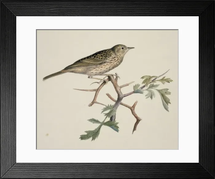 Framed Print : Anthus sp. pipit Framed Print : Anthus sp. pipit
