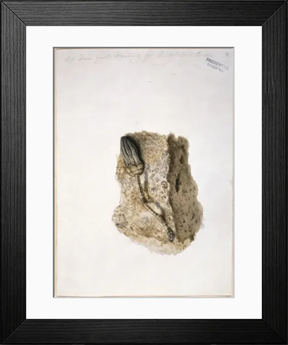 Framed Print : Fossil Crinoid Framed Print : Fossil Crinoid