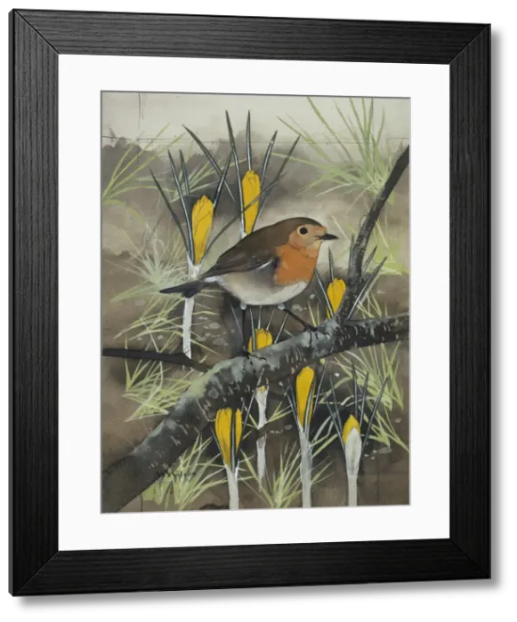 Framed Print : Erythacus rubecula, European robin Framed Print : Erythacus rubecula, European robin