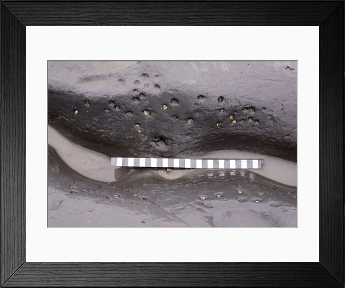 Framed Print : Excavating at Charmouth Framed Print : Excavating at Charmouth