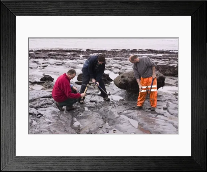Framed Print : Excavating at Charmouth Framed Print : Excavating at Charmouth