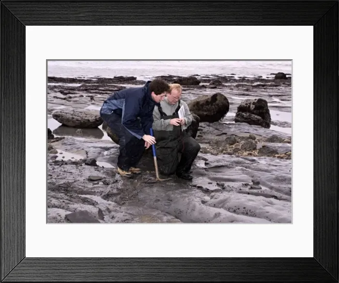 Framed Print : Excavating at Charmouth Framed Print : Excavating at Charmouth