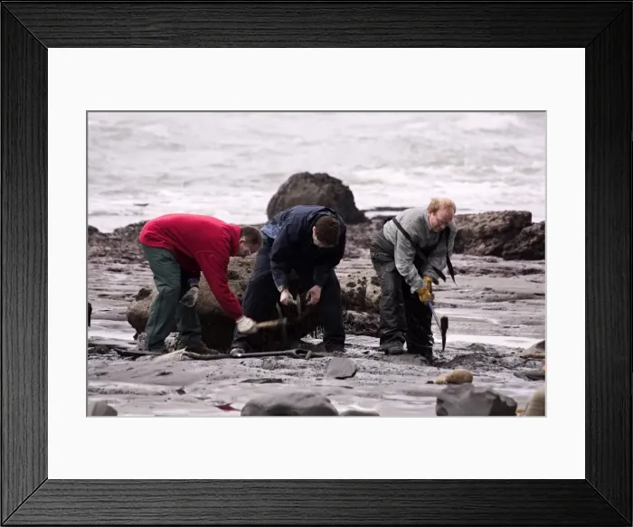 Framed Print : Excavating at Charmouth Framed Print : Excavating at Charmouth
