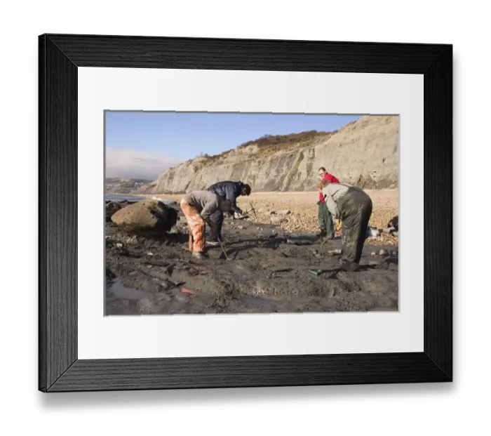 Framed Print : Excavating at Charmouth Framed Print : Excavating at Charmouth