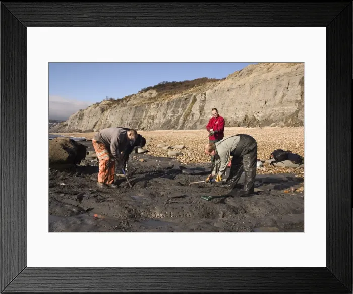 Framed Print : Excavating at Charmouth Framed Print : Excavating at Charmouth