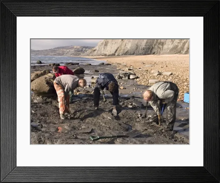 Framed Print : Excavating at Charmouth Framed Print : Excavating at Charmouth