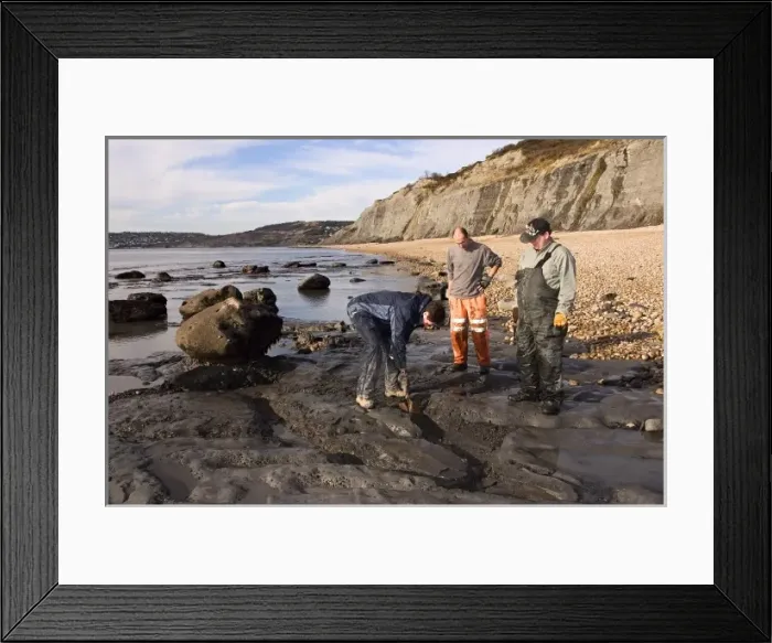 Framed Print : Excavating at Charmouth Framed Print : Excavating at Charmouth