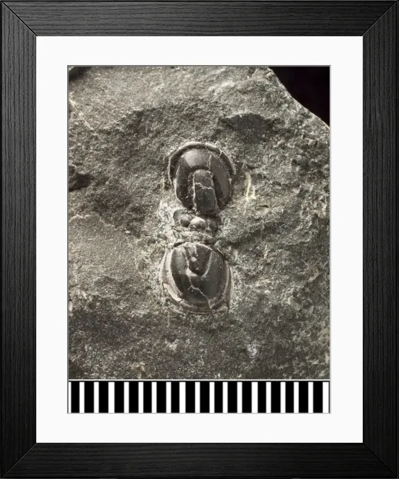 Framed Print : Trinodus, a fossil trilobite Framed Print : Trinodus, a fossil trilobite