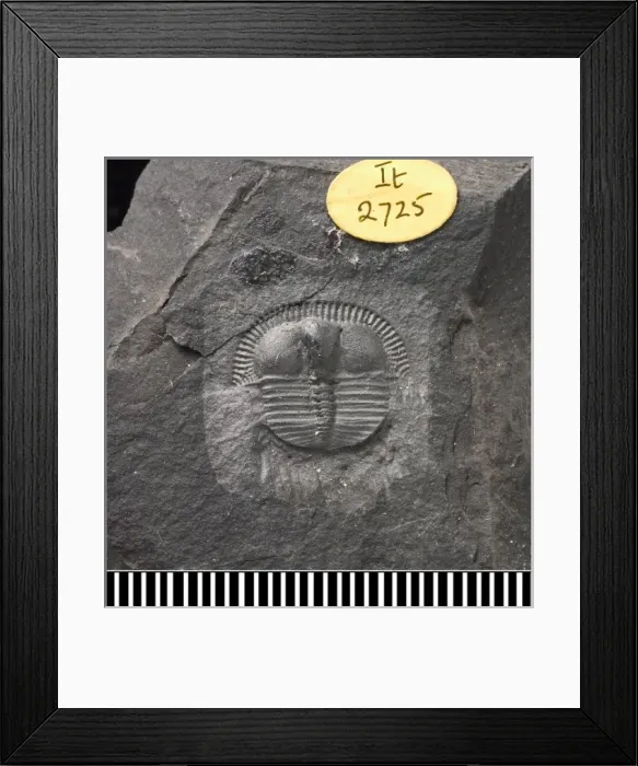 Framed Print : Trinucleus, a fossil trilobite Framed Print : Trinucleus, a fossil trilobite