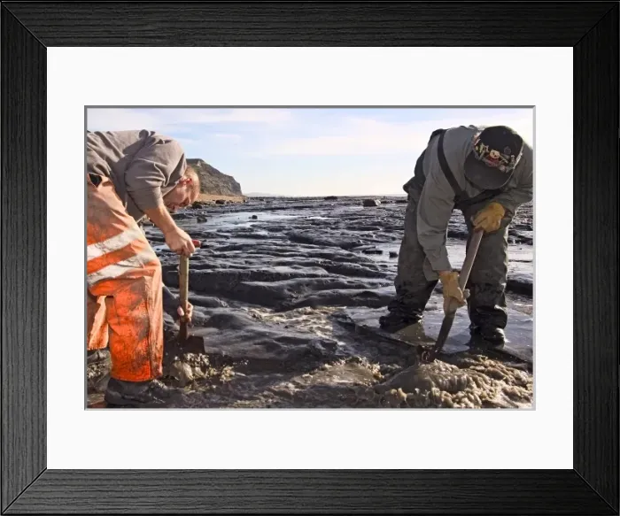 Framed Print : Excavating at Charmouth Framed Print : Excavating at Charmouth