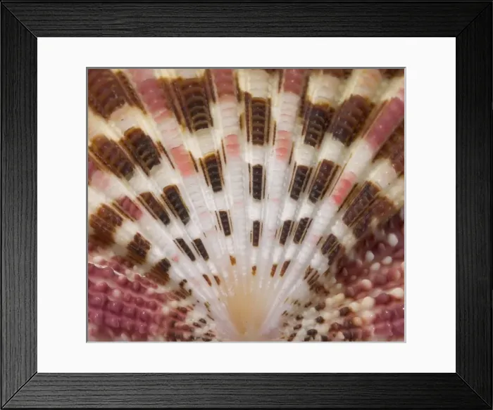 Framed Print : Gloripallium pallium, glory scallop Framed Print : Gloripallium pallium, glory scallop