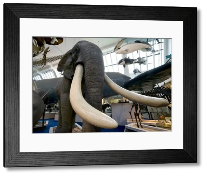 Framed Print : Loxodonta africana, African elephant Framed Print : Loxodonta africana, African elephant