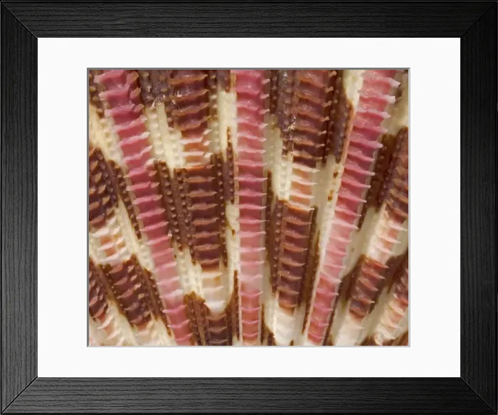 Framed Print : Gloripallium pallium, glory scallop Framed Print : Gloripallium pallium, glory scallop