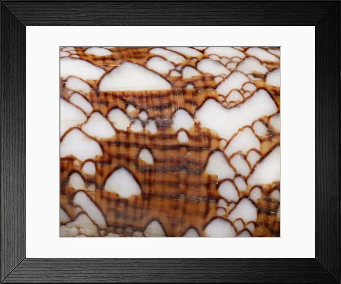 Framed Print : Conus textile, textile cone Framed Print : Conus textile, textile cone