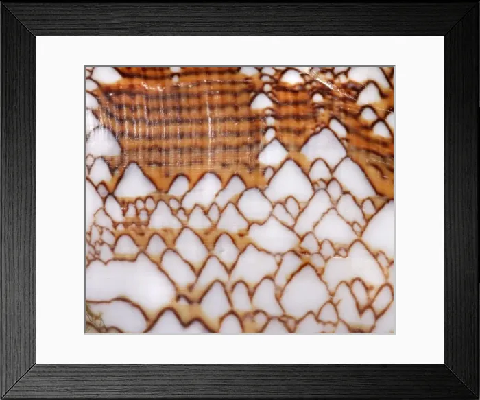 Framed Print : Conus textile, textile cone Framed Print : Conus textile, textile cone