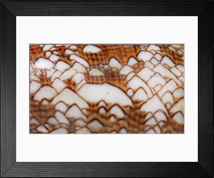 Framed Print : Conus textile, textile cone Framed Print : Conus textile, textile cone