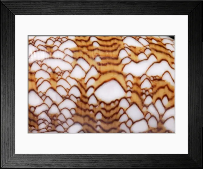 Framed Print : Conus textile, textile cone Framed Print : Conus textile, textile cone