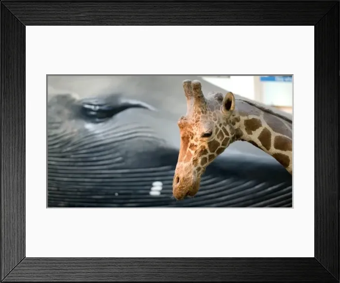 Framed Print : Giraffa camelopardalis, giraffe Framed Print : Giraffa camelopardalis, giraffe