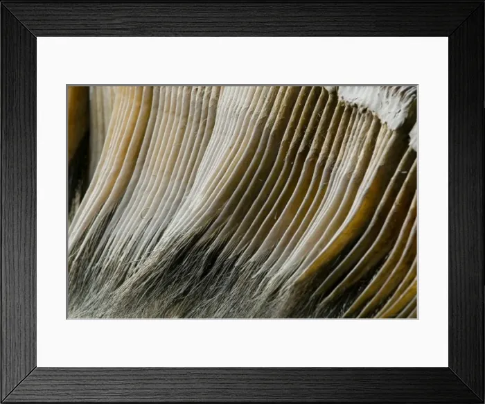 Framed Print : Eschrichtius robustus, gray whale Framed Print : Eschrichtius robustus, gray whale