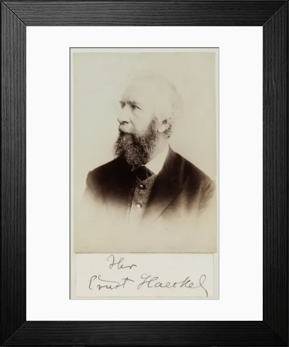 Framed Print : Ernst Haeckel Framed Print : Ernst Haeckel