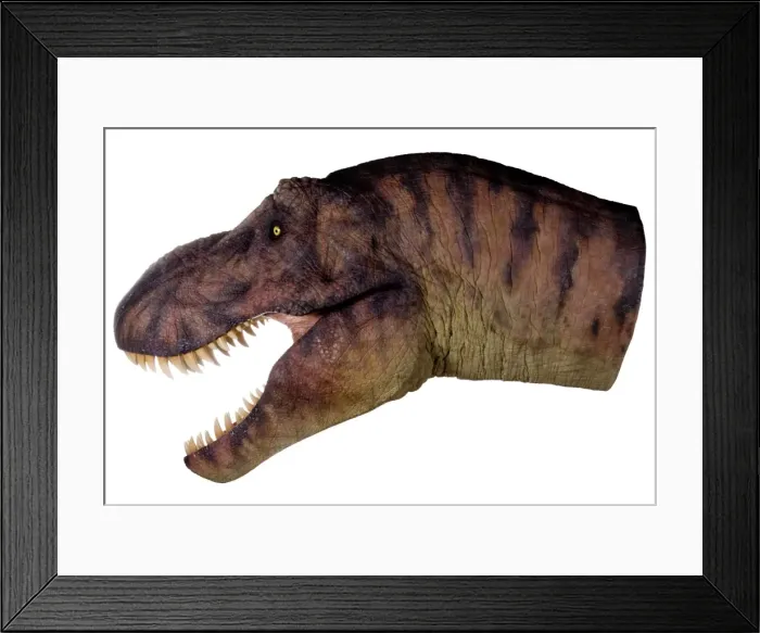 Framed Print : Tyrannosaurus rex Framed Print : Tyrannosaurus rex