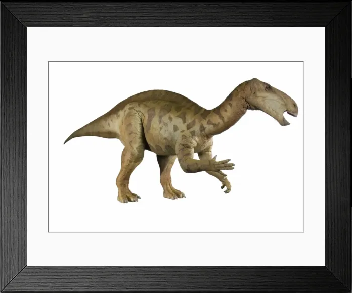 Framed Print : Iguanodon. An animatronic Iguanodon dinosaur made by Kokoro in colabroration Framed Print : Iguanodon. An animatronic Iguanodon dinosaur made by Kokoro in colabroration